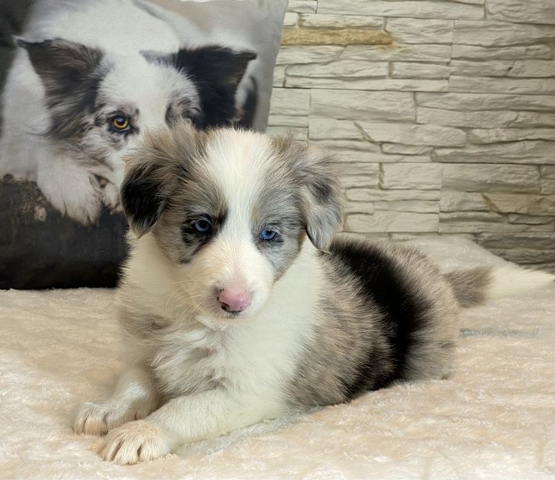 Border Collie dziewczynka DAKOTA