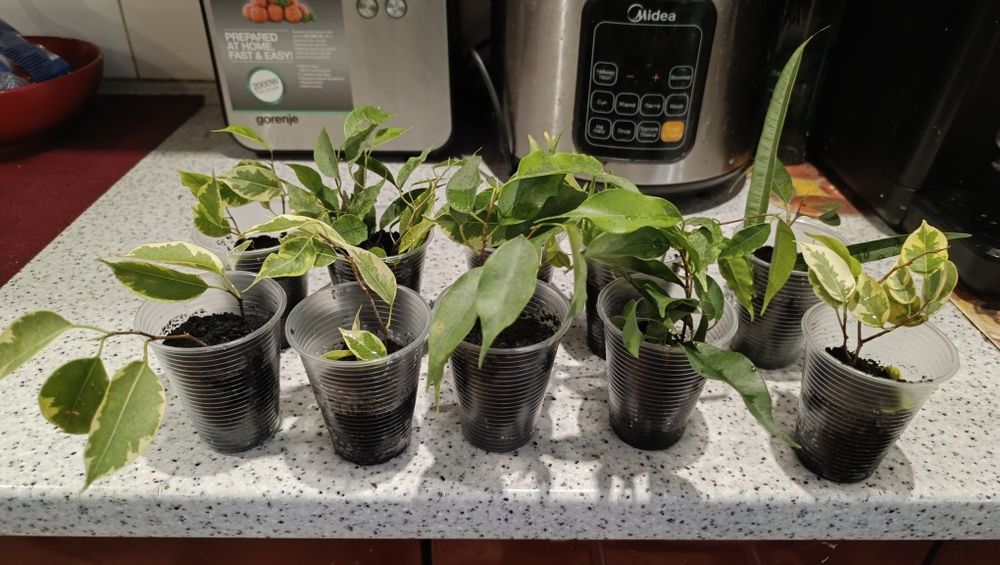 Фікуси Бенджаміна різних сортів, Регідан, Анастасія Старлайт, Голден К