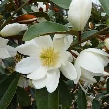 Magnolia zimozielona seria Fairy