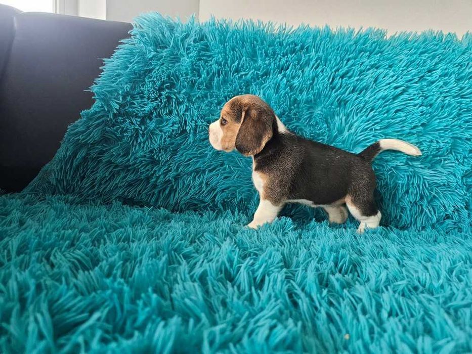 BEAGLE- szczeniak , ZKwP, mniejszy w typie