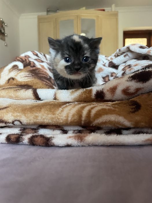 Відаються у добрі руки котики