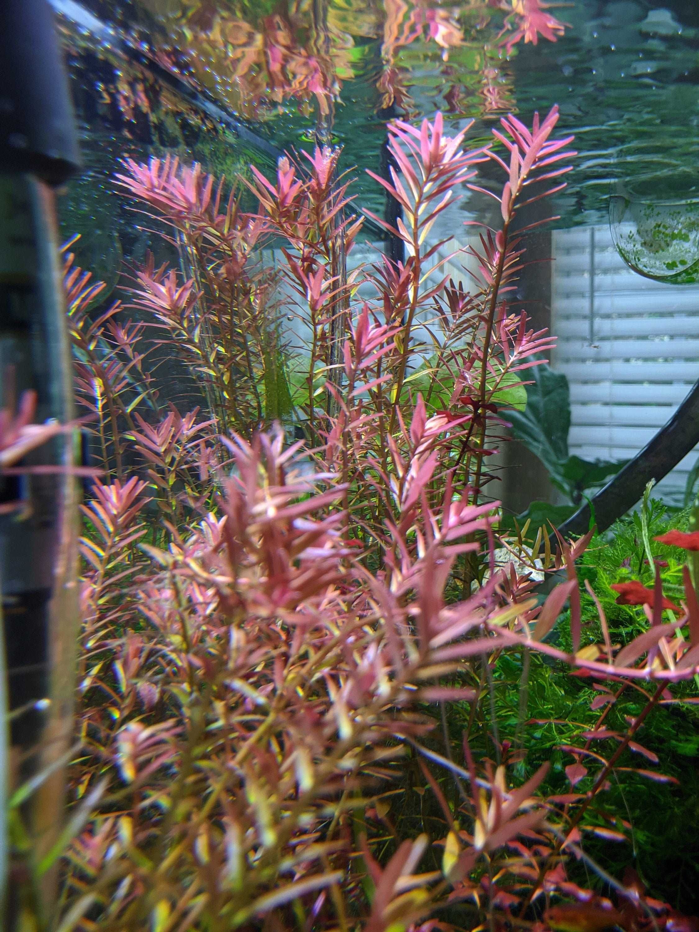 Rotala Indica – Planta aquática