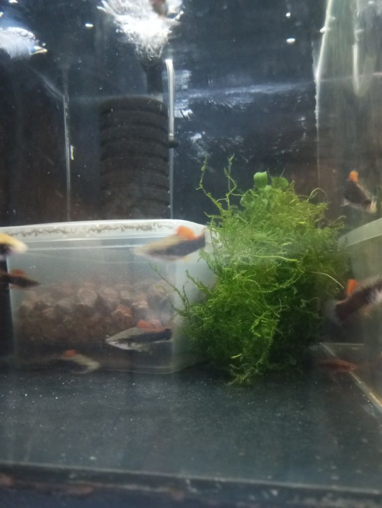 Mieczyki Tuxedo rarytas
