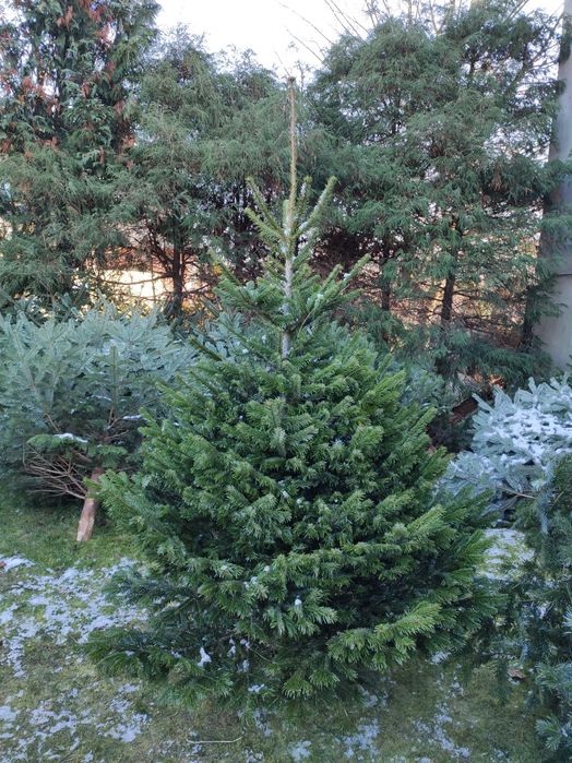 Choinki Świerk Jodła kaukaska z dowozem plantacja choinek