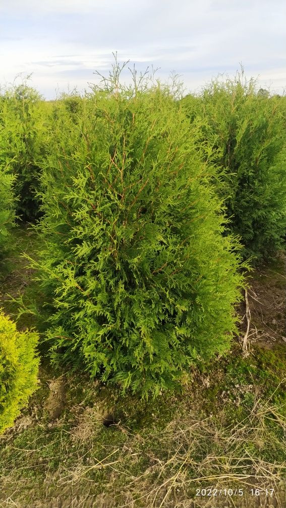 Tuja thuja Brabant z GRUNTU 160-170cm Żywopłot