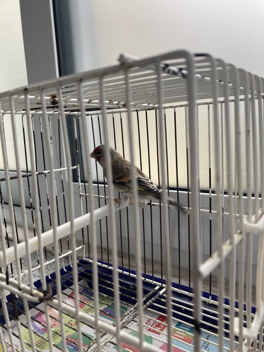 travessos híbridos machos