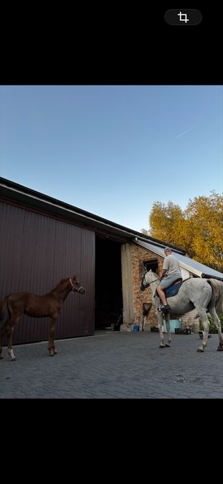 Ogierek czystej krwi arabskiej Kuhailan Haifi