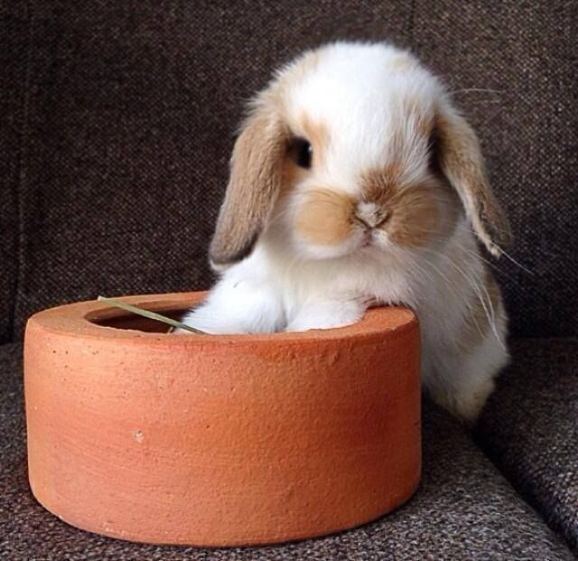 Mini lop małe baranki z metryką mini lopy karzełki nowa cena