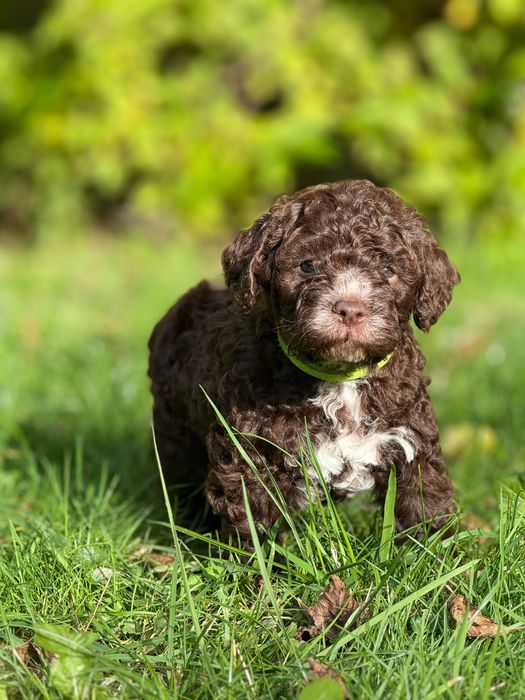 Lagotto Romagnolo ZKwP/FCI - piękny pies