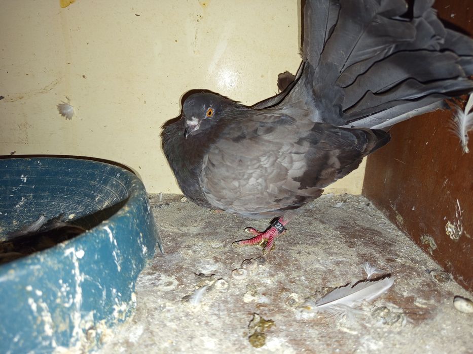 Gołębie ozdobne  pawiki jedna samica Indiana