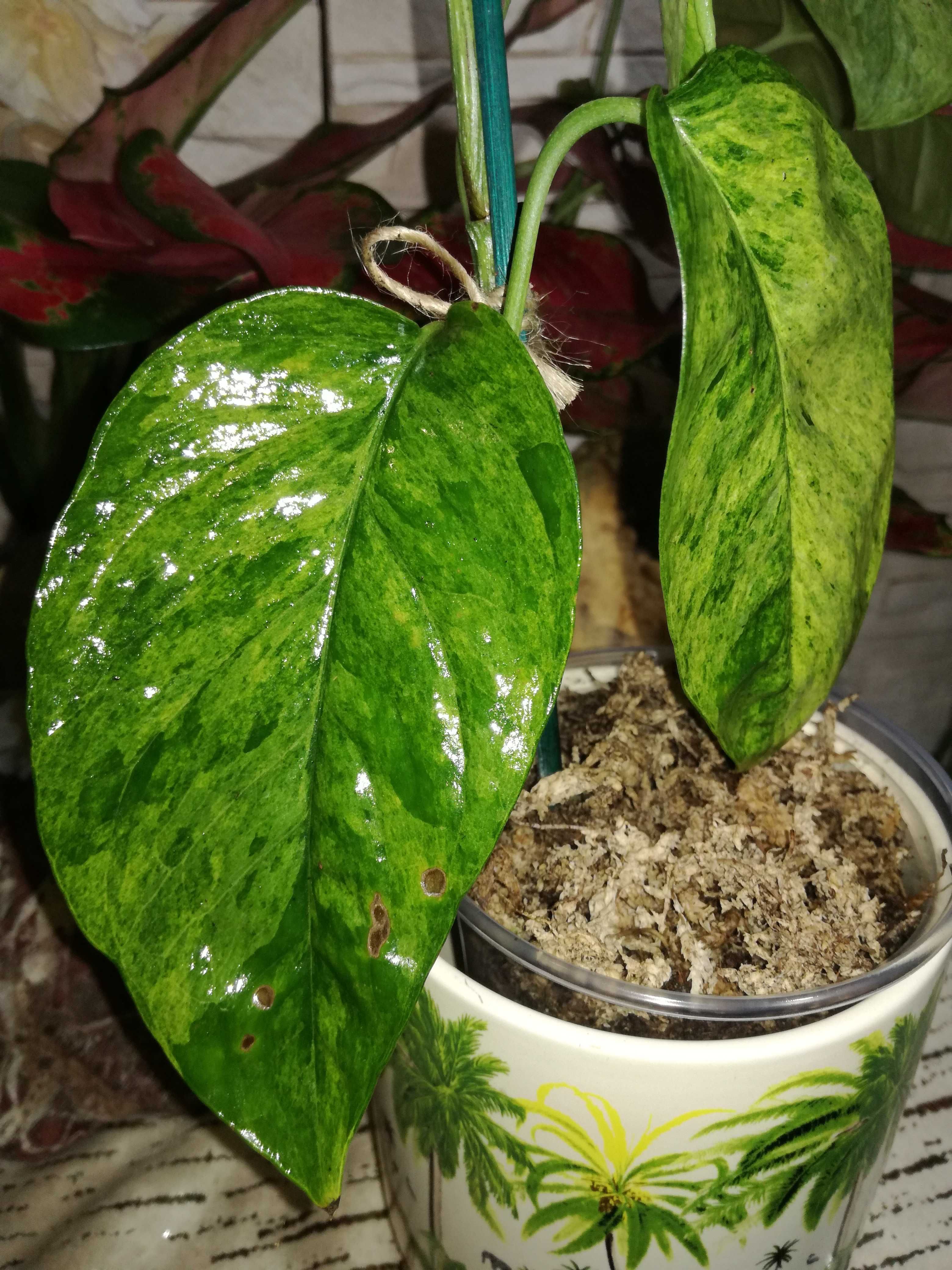 Epipremnum Cebu Blue Aurea Marble Tricolor Variegata philodendron