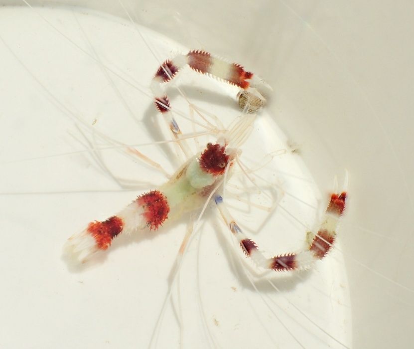 Krewetka Stenopus hispidus - akwarium morskie