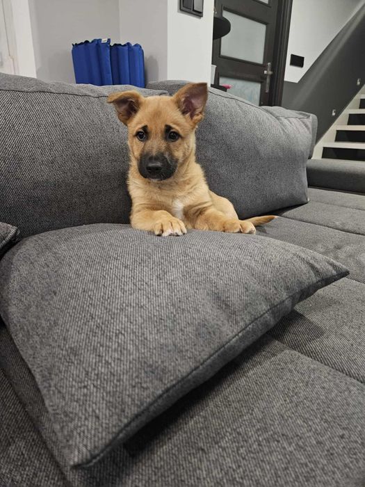 Mały bystry szczeniak, Maksio