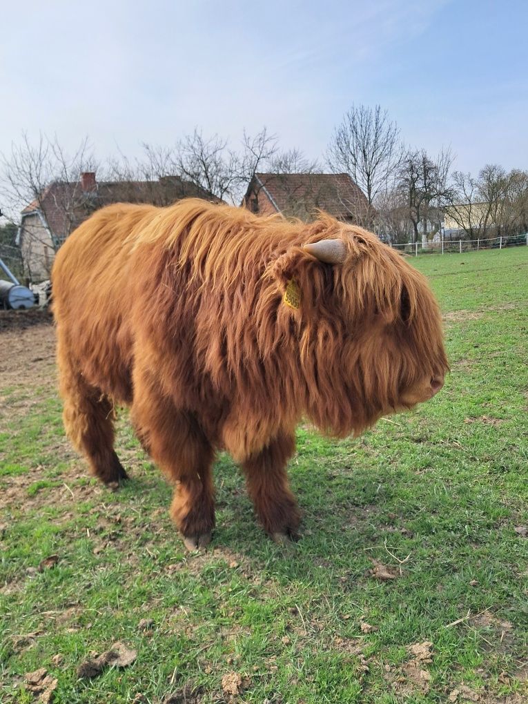 Sprzedam 2 szkockie byki