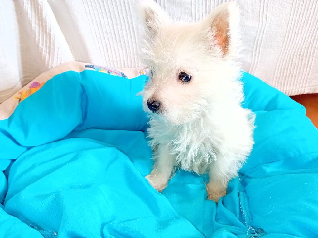 west highland white terrier