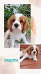 Cavalier King Charles Spaniel-szczeniaki sunie