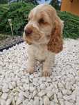 Piesek biało rudy, cocker spaniel