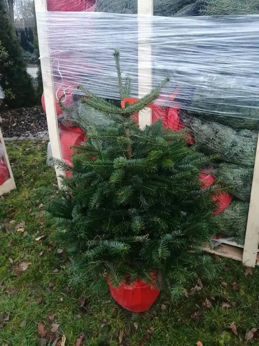 Jodła kaukaska w donicy