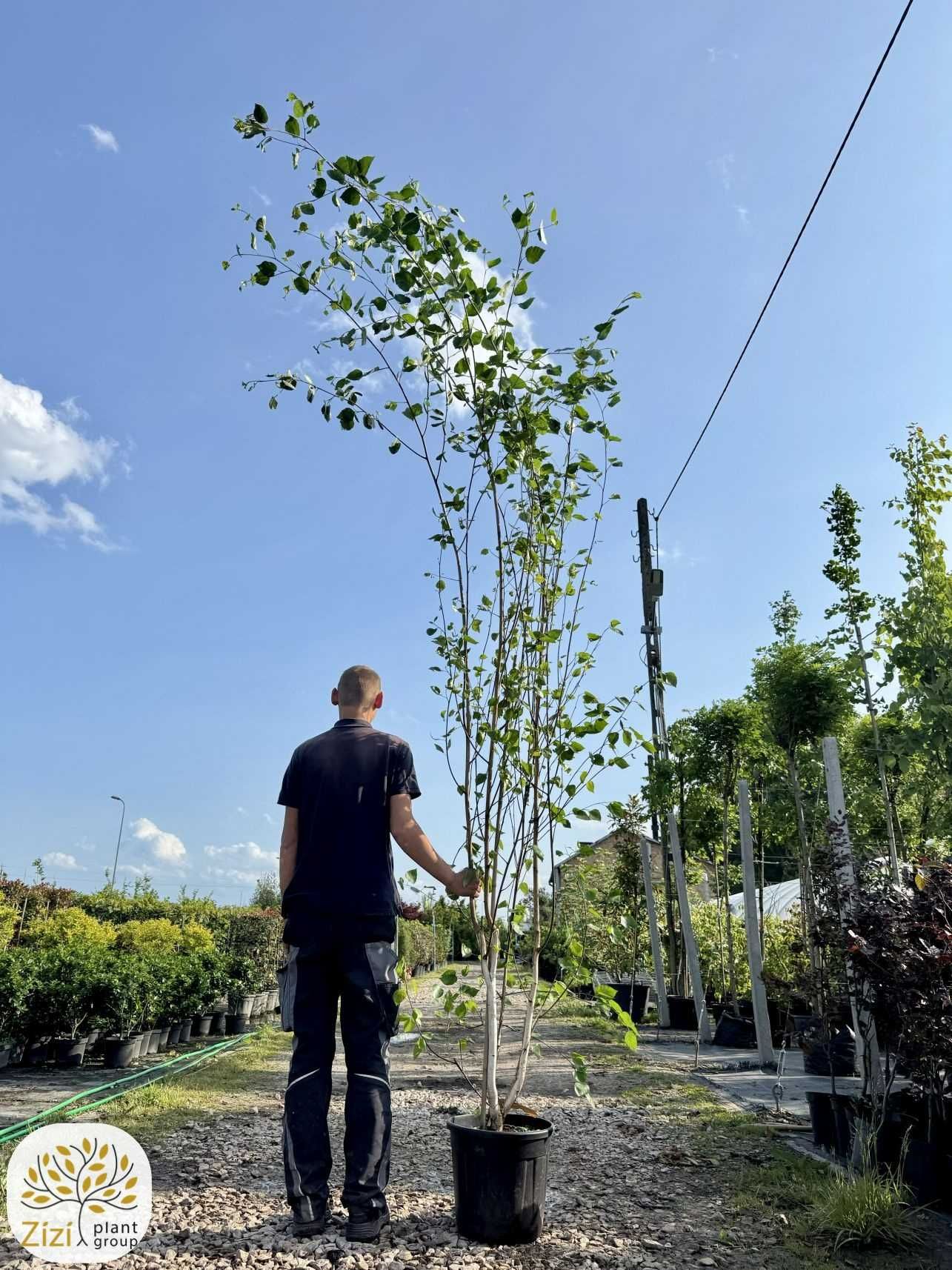 Betula utilis Doorenbos, Brzoza pożyteczna, wielopniowa, 250-300cm