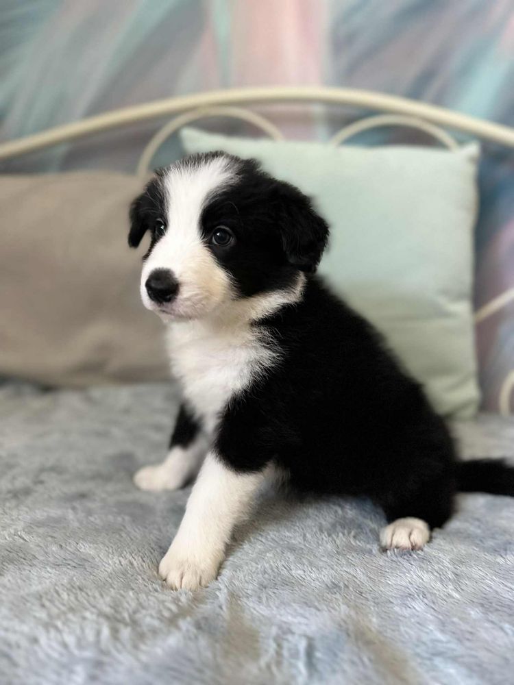 Chłopiec rasy Border Collie