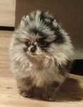 Szpic miniaturowy. Pomeranian. Sunia Blue merle. Malutka.