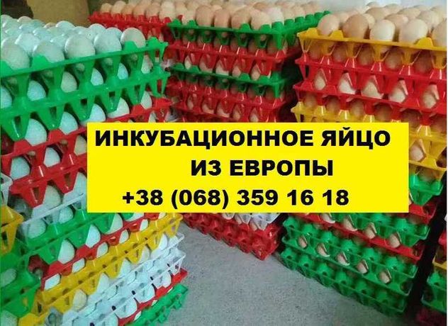 ГризБар инкубационное яйцо венгерское