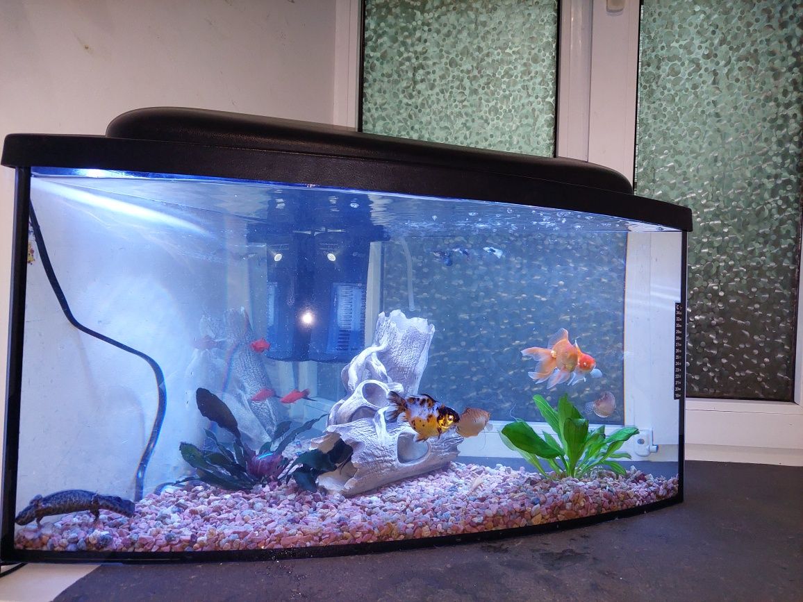 Акваріум кутовий 95л 58×80×40 живий!