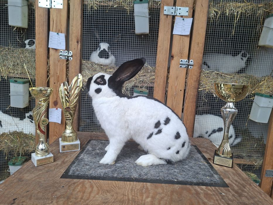 Olbrzym srokacz czarny rodowód