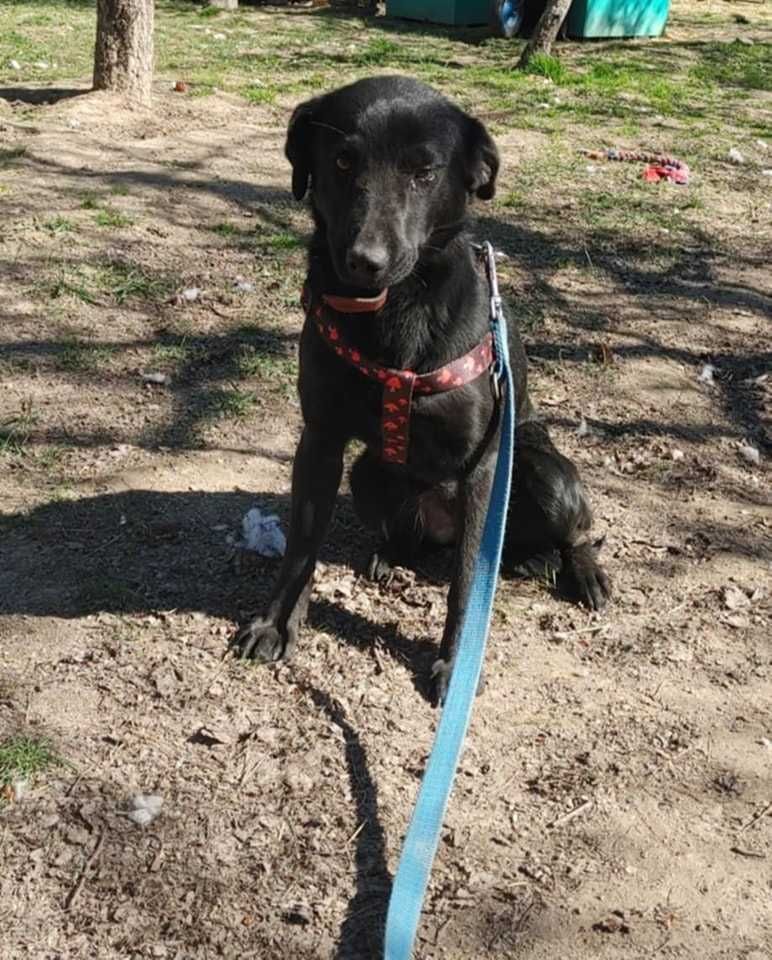 Onyx 1,5 r.psiak czeka na adopcję,czy czarne nie jest piękne Kotomysz
