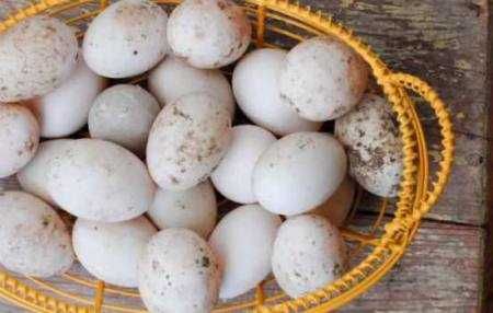 Продам інкубаційне яйце качки Стар 53