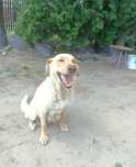 Sunia poleca się do adopcji