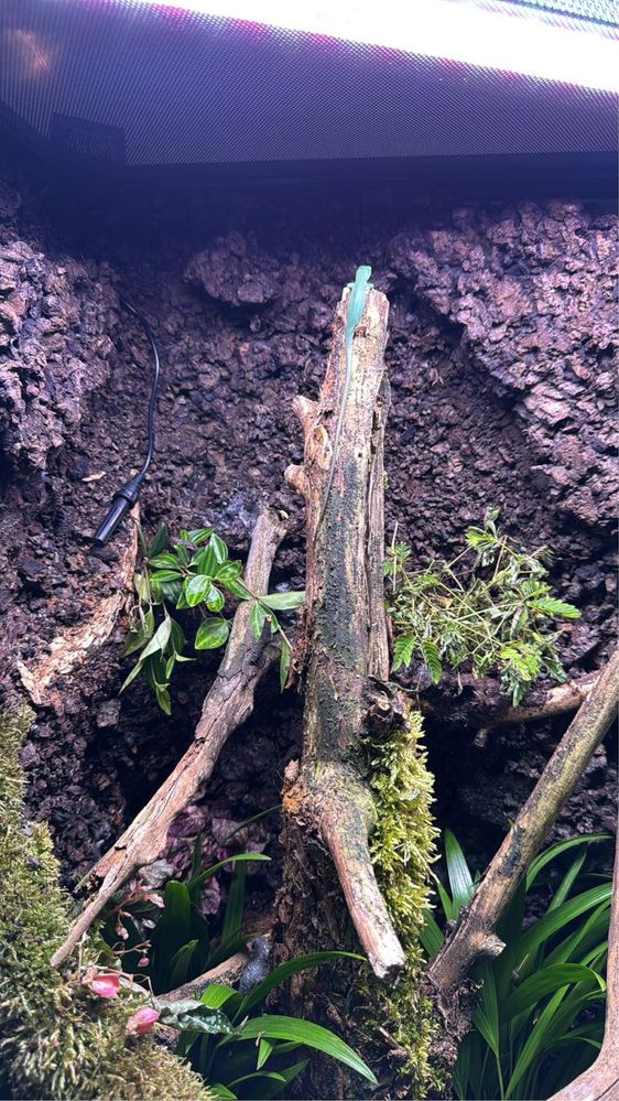 Gastropholis Prasina + Terrarium Tropikalne (60x45x90)  z wodospadem