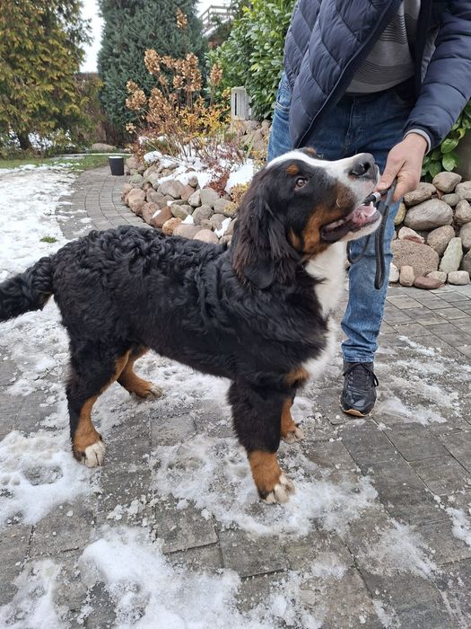 Berneński pies pasterski piesek