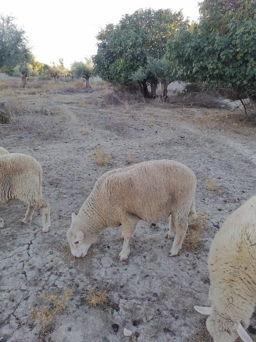 Carneiro crusado ile de france com 3 anos