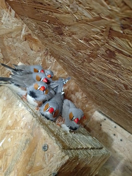 Sprzedam zeberki tylko  Samce