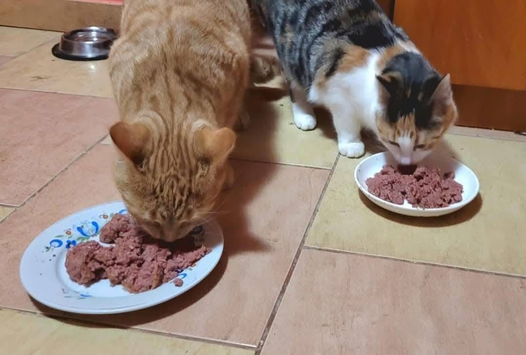 Koko i Riczi szukają wspólnego domu!