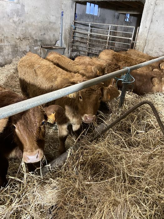 Vitelos cx de Limousines