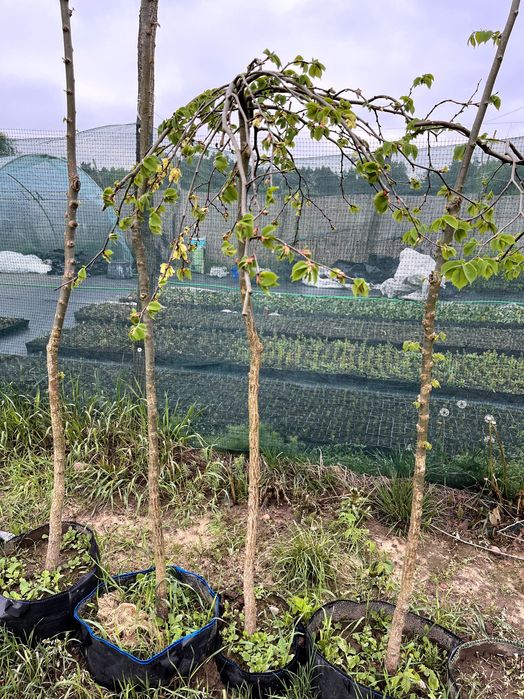 Wiąz 'Camperdownii' Doniczkowany Szczepiony na różnych wysokościach