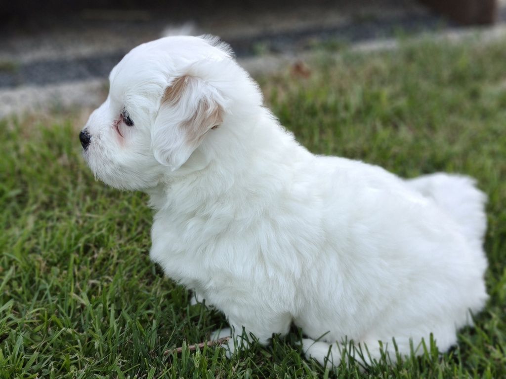Szczeniak (FCI) Coton de Tulear - chłopiec, włos
