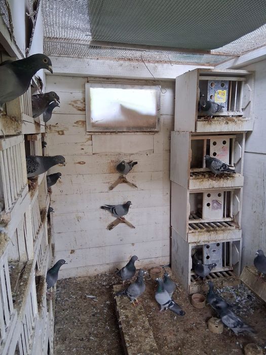 Likwidacja Hodowli Gołębie pocztowe plus zegar Tauris compact plus