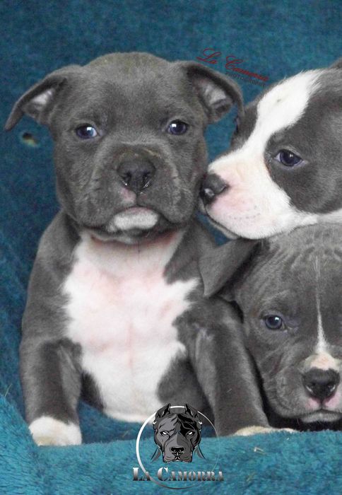 American Staffordshire Terrier Blue Amstaff Szczeniak Samiec