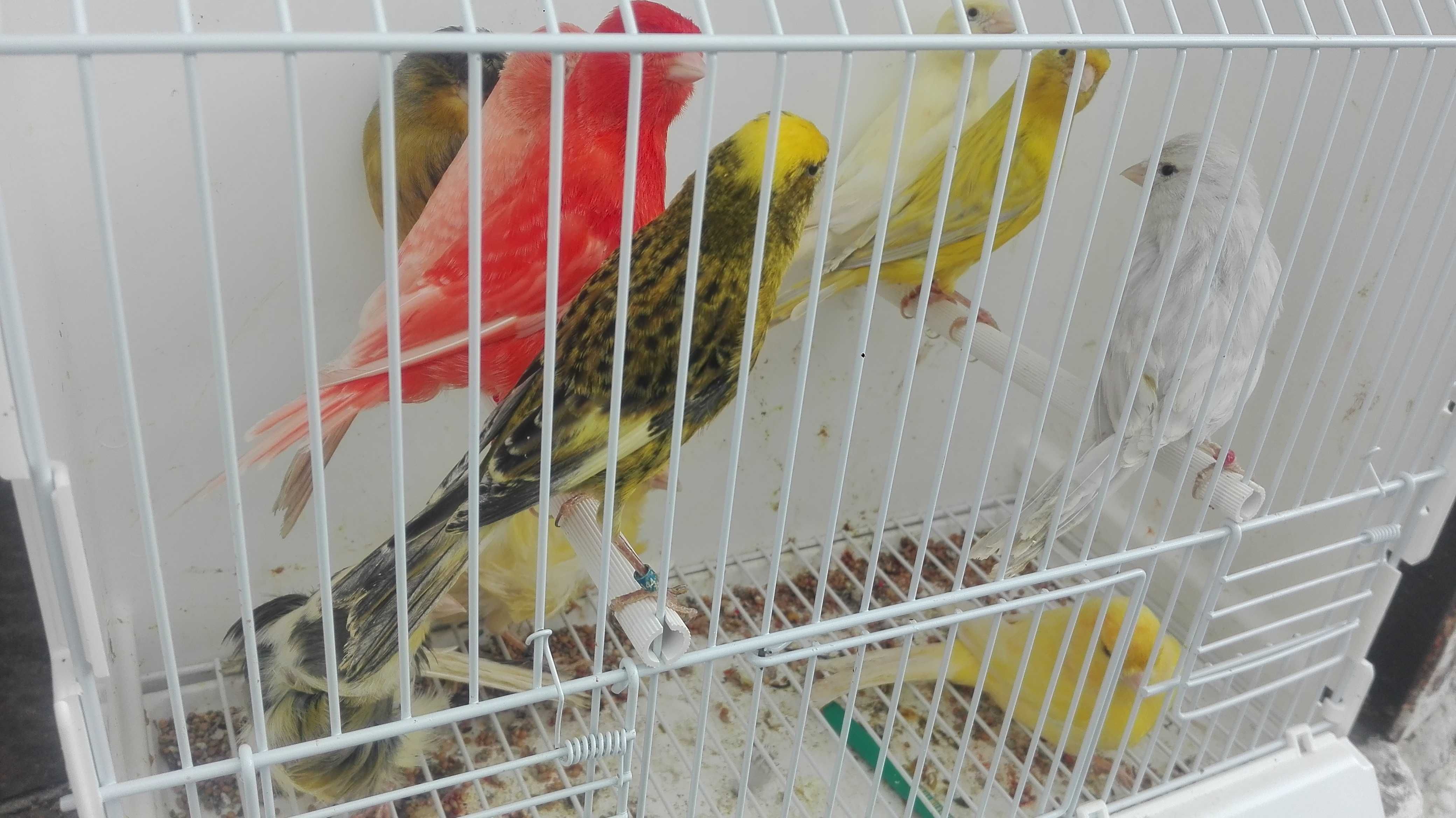 Vendo diamantes gould