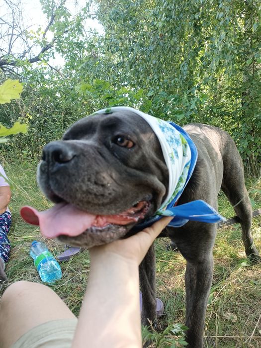 Прийму в дар амуніцію для великої собачки