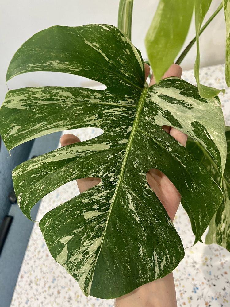 Monstera Deliciosa Variegata CAŁA roślina 60 cm