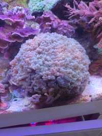 Caulastrea miętowa koral LPS
