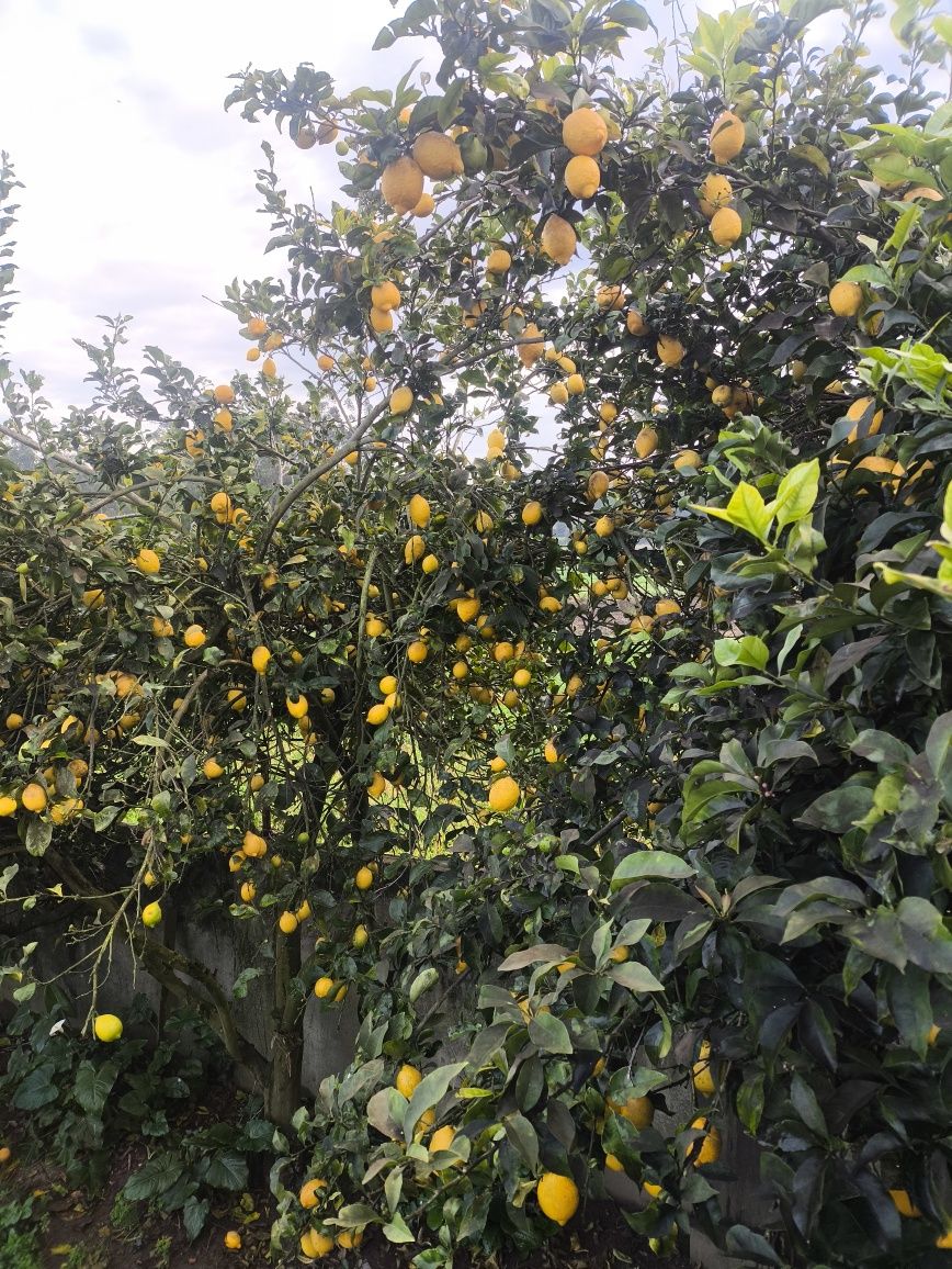 Limões caseiros biológicos