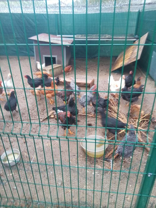 Kogutki rasy mieszanej