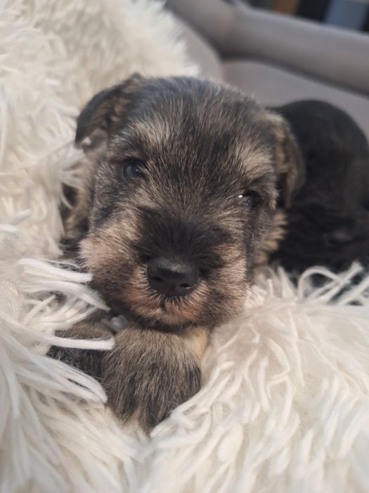 Sznaucer miniaturowy do odbioru przed Mikołajem