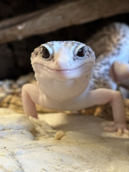 Gekony Lamparcie + poradnik gratis !