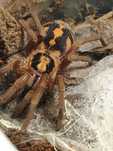 Hapaloupus formosus (Columbia gross) dorosła samica ponad 4 DC